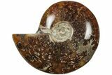 Polished Ammonite (Cleoniceras) Fossil - Madagascar #205092-1